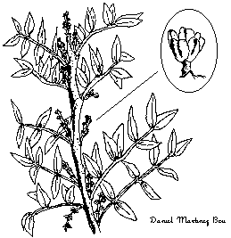 illustration of mastic tree
