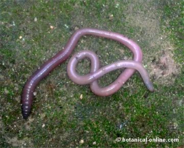 earthworm