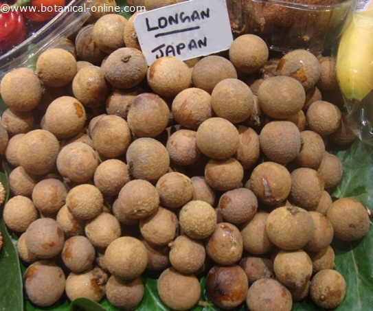 Photo of longan