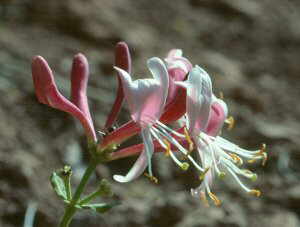 lonicera etrusca