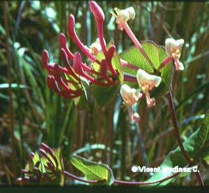 Lonicera implexa