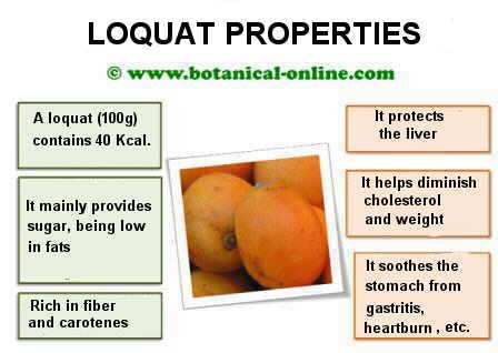 loquat properties