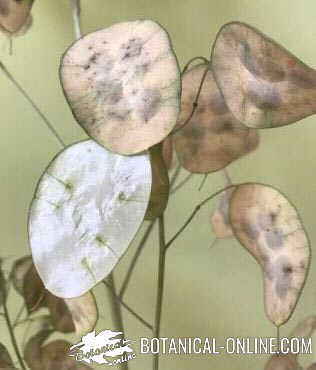 lunaria annua