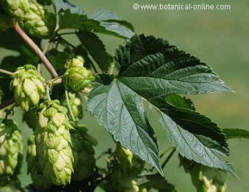 hops, flowers and leaves