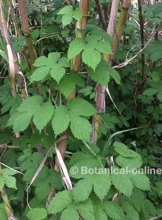 Hops leaves 