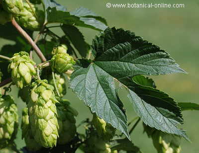 Detail of the cones (infrutescences) and the leaves of hops.