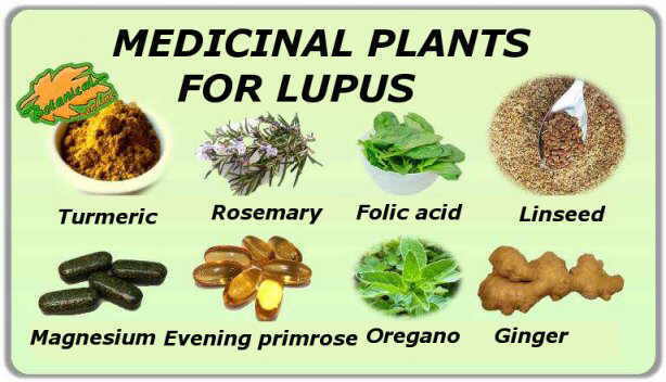 medicinal plants for lupus