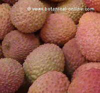 lychee