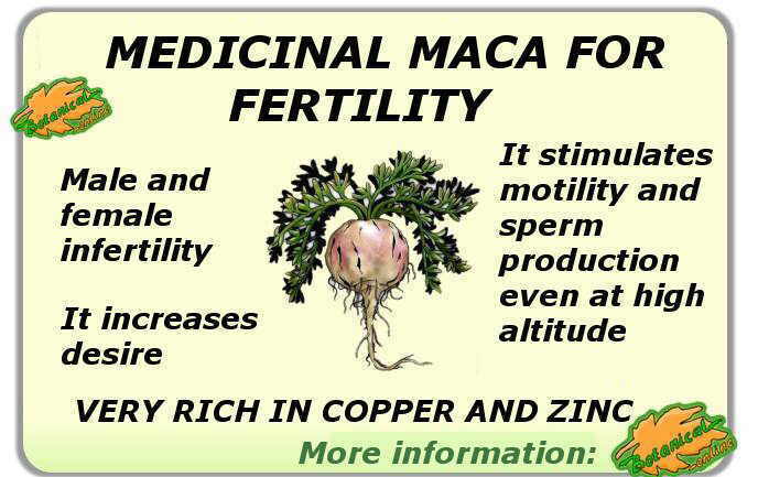 Summary of the properties of maca