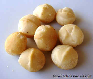 Photo of macadamia nuts