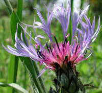 Centaurea montana