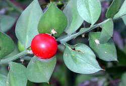 Ruscus aculeatus L.