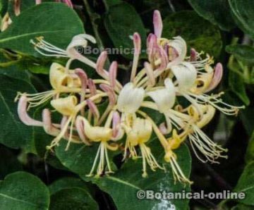 Honeysuckle