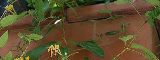 Lonicera japonica