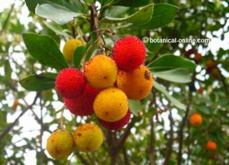 arbutus unedo