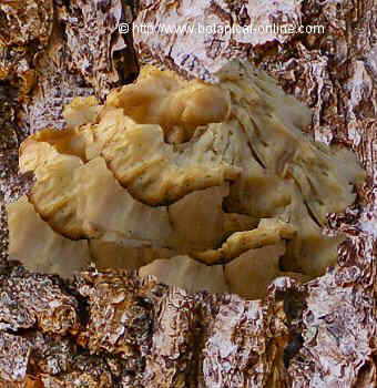 Maitake