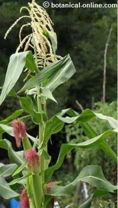 Maize plant