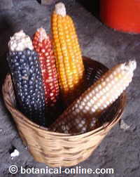 Different maize types: white, black, red, yellow