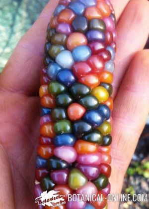 non-transgenic natural corn