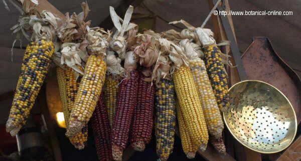 Photo of dried corn cobs