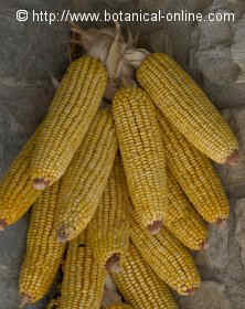 Corn cobs hanging to dry