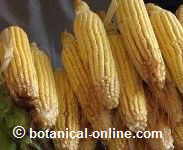 maize