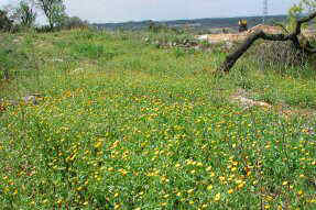 marigolds