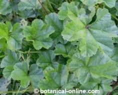 mallow leaves