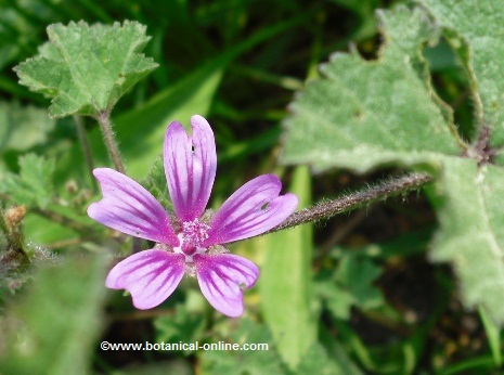 Photo of mallow flower and leaves