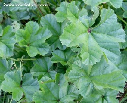 Common mallow leaves 
