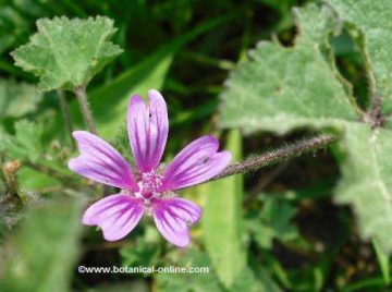 mallow flower