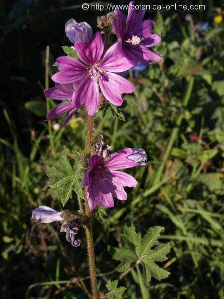 common mallow