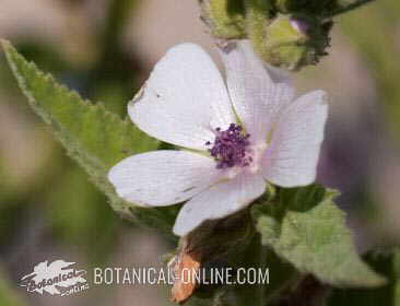 Marshmallow flower