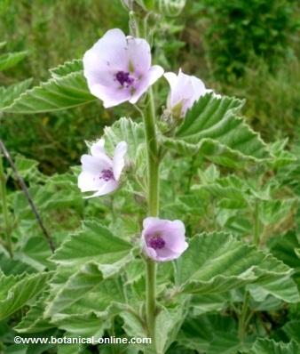 Stem of marshmallow with leaves and flowers