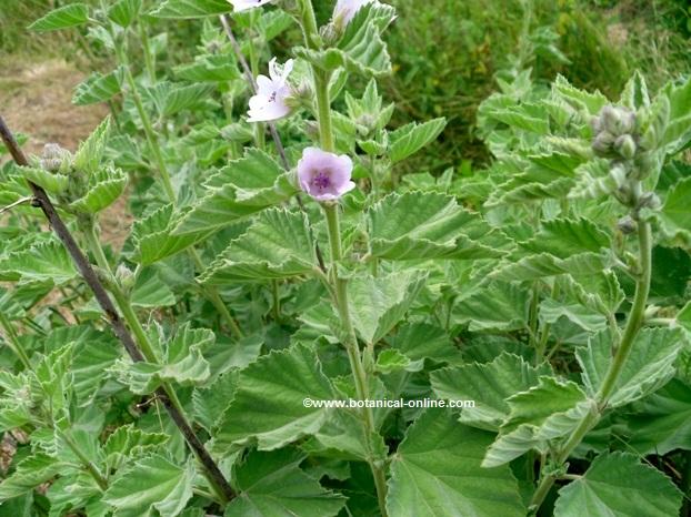 Marshmallow plant