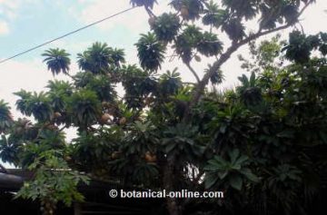 mamey tree