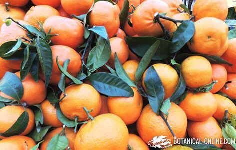 mandarins in a winter market