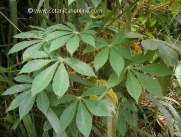 cassava