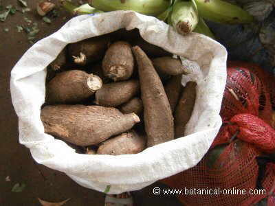 tuberous roots of cassava