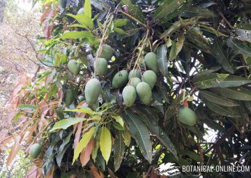 Mango with fruits