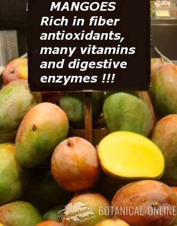 mango digestive enzymes