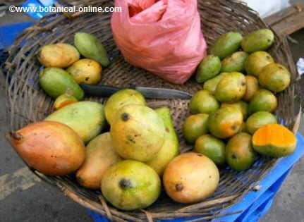 different types of mango in a Southeast Asian market