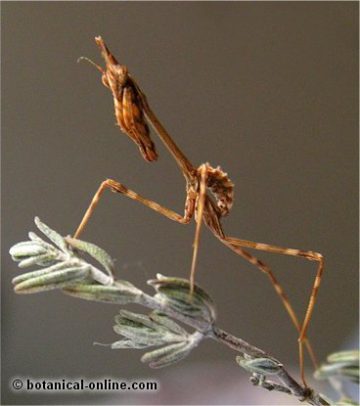 mantis Empusa pennata