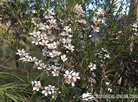 Manuka (Leptospermum scoparium)