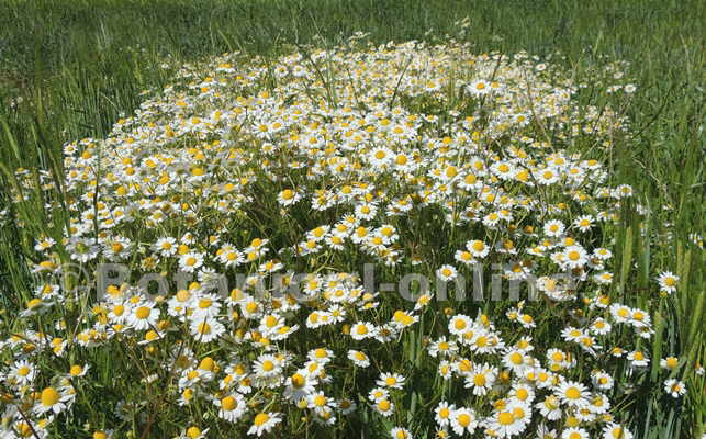 Chamomile