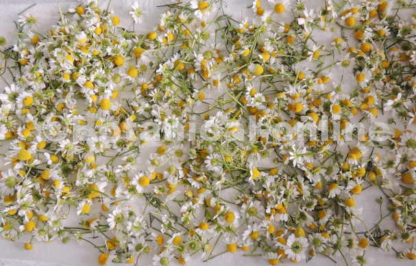 chamomile flowers