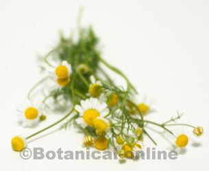 Chamomile