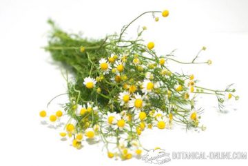 chamomile