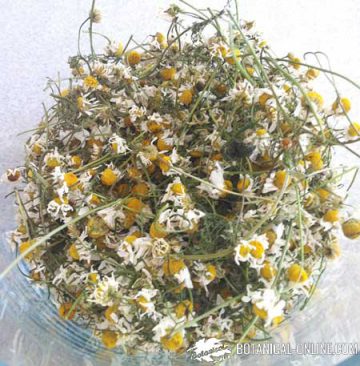 camomile