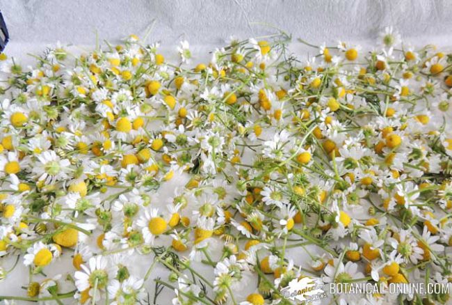 drying chamomile